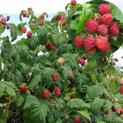 Rubus idaeus 'Heritage' - Harilik vaarikas 'Heritage'
